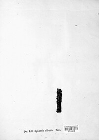 Phomatospora ribesia image